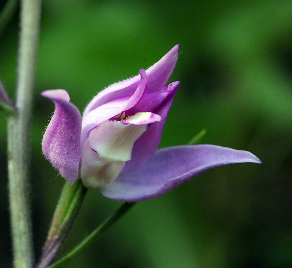 Orchidee - rotes Waldvöglein