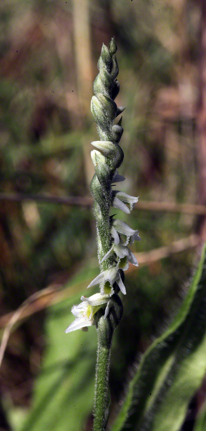 Herbst-Drehwurz - Spiranthes spiralis