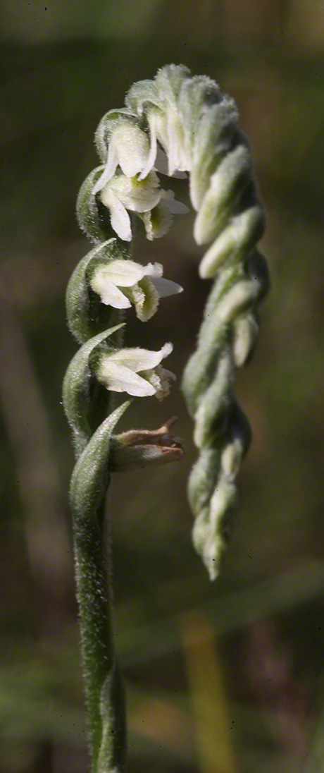 Herbst-Drehwurz - Spiranthes spiralis