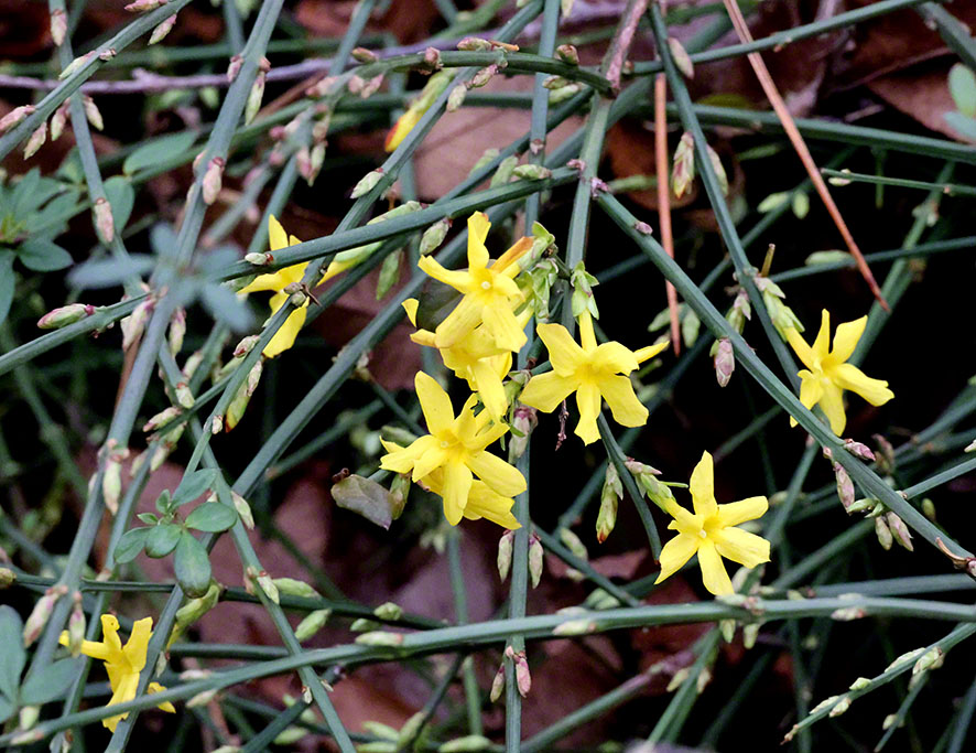 Winterjasmin