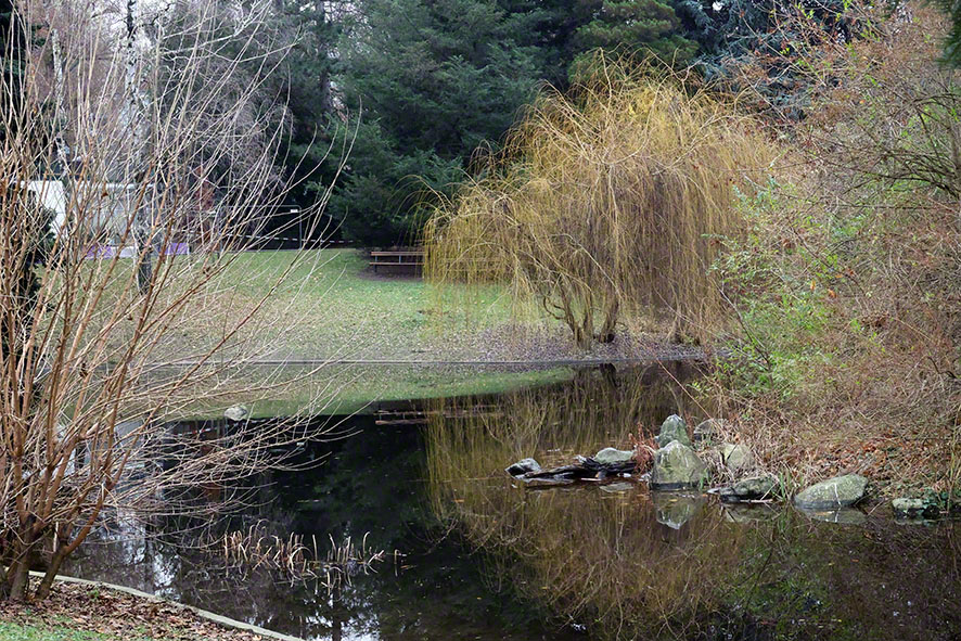 Wasser und Weide