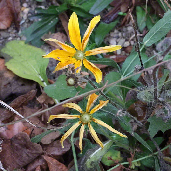 Gelbe Blume
