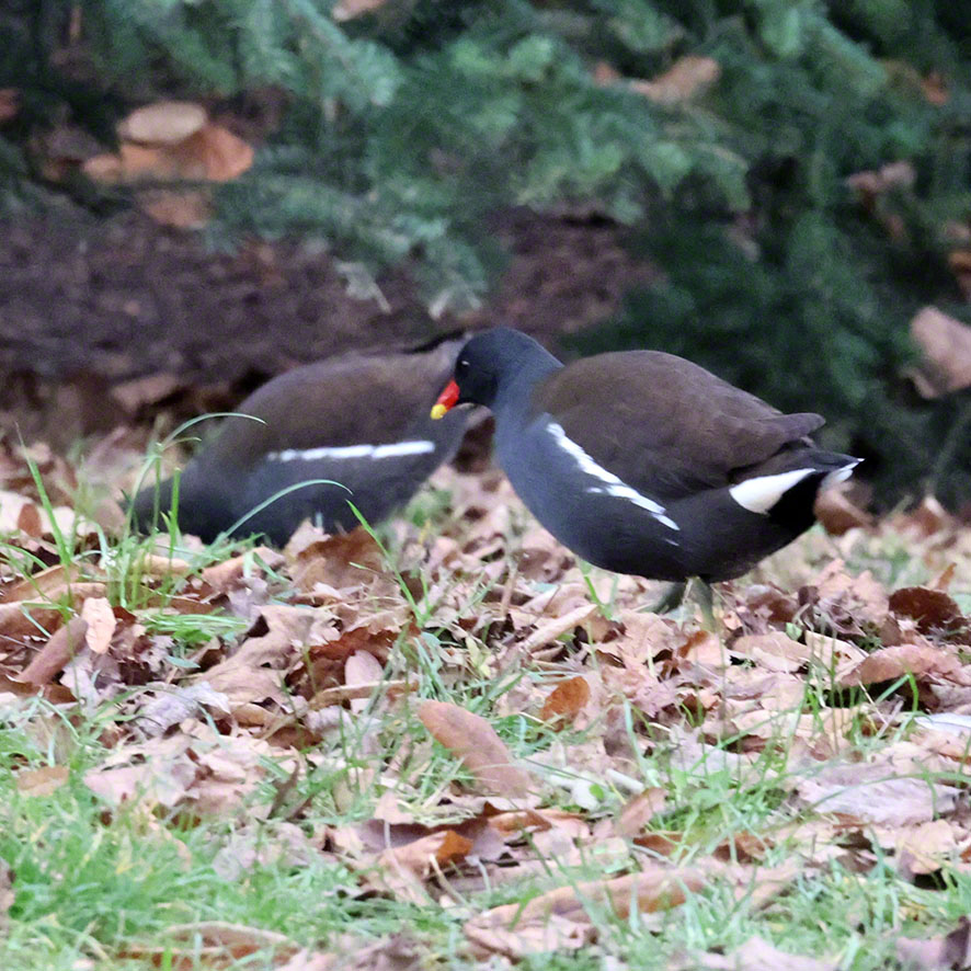 Teichrallen im Türkenschanzpark