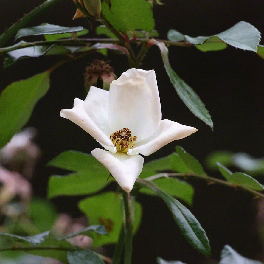 Heckenrose